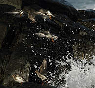 Purple Sandpiper