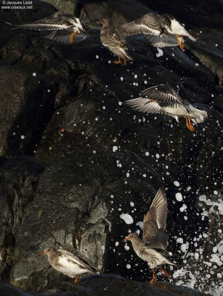 Purple Sandpiper