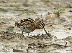 Common Snipe