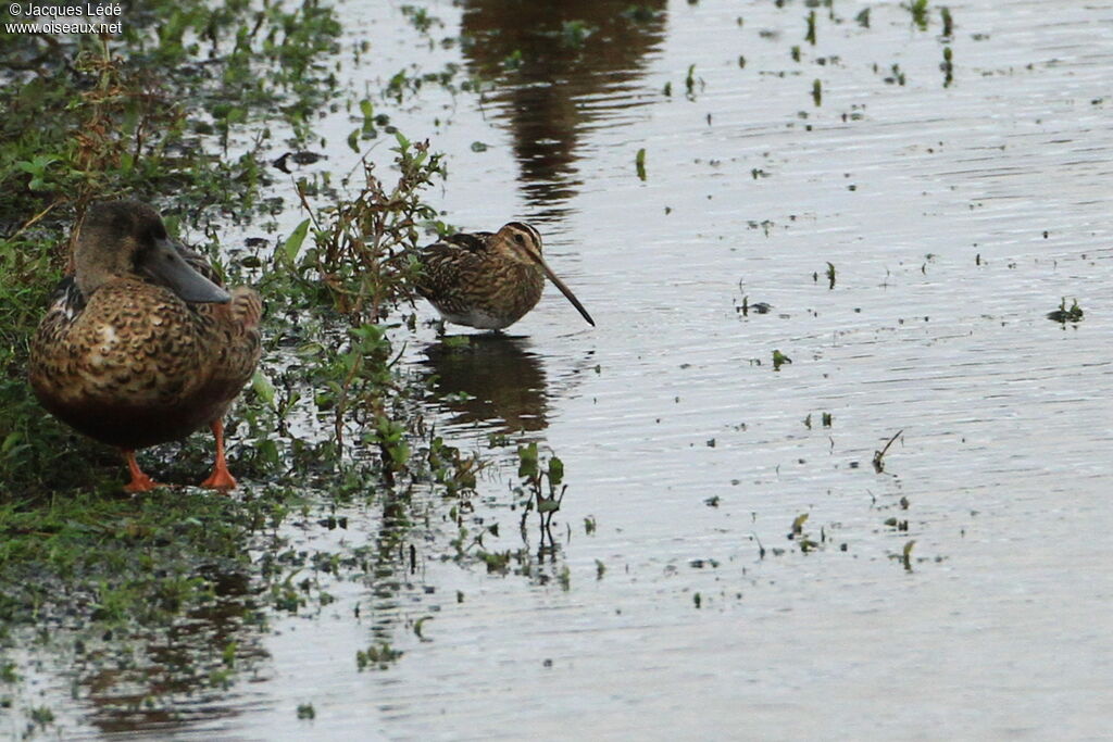 Common Snipe