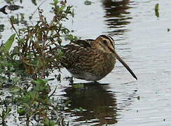 Common Snipe