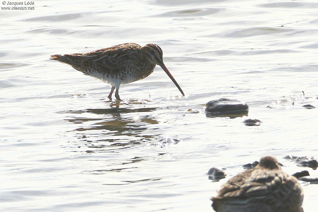 Common Snipe