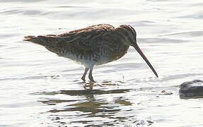 Common Snipe