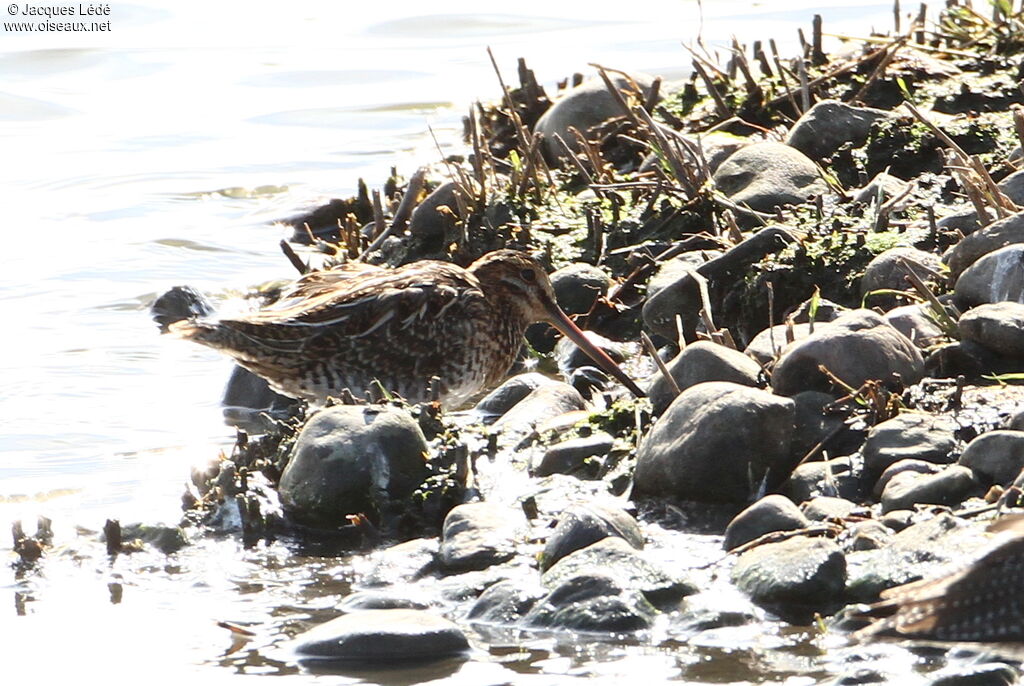 Common Snipe