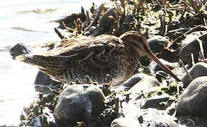 Common Snipe