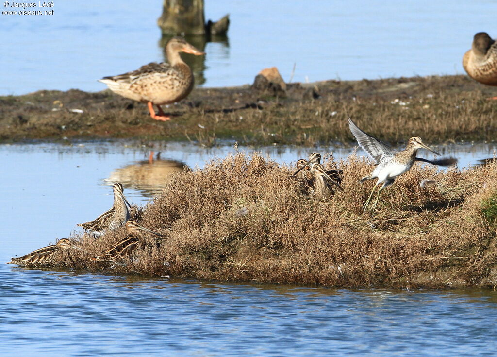 Common Snipe