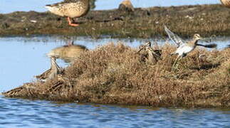 Common Snipe