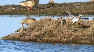 Common Snipe