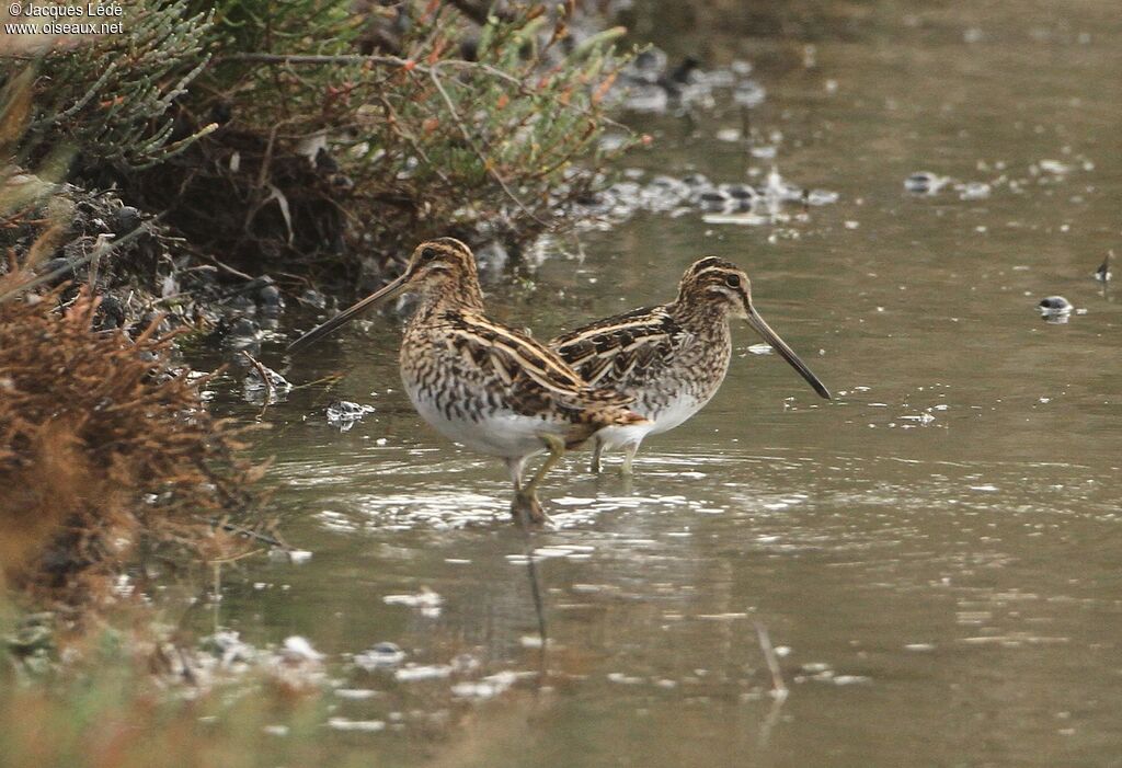 Common Snipe