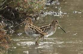 Common Snipe