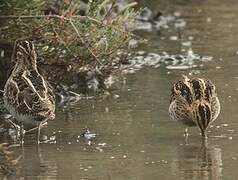 Common Snipe