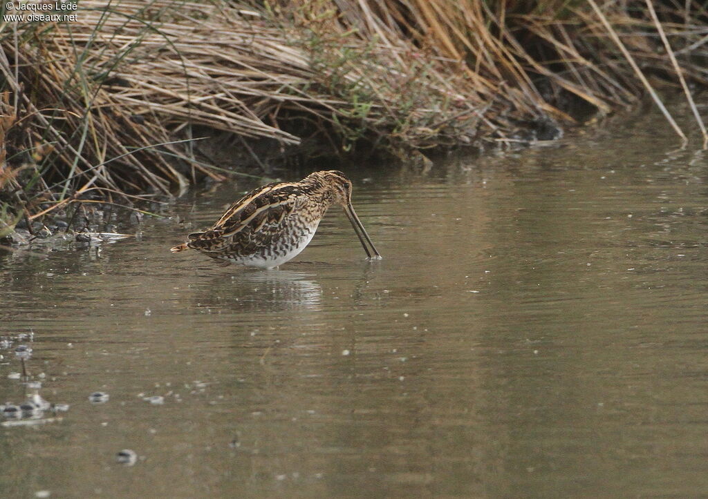 Common Snipe