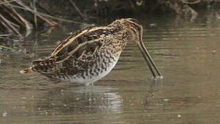 Common Snipe