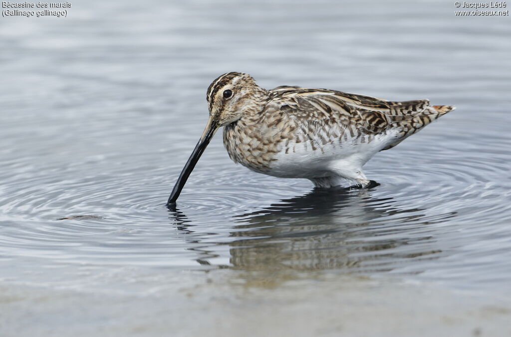 Common Snipe