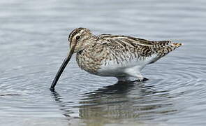 Common Snipe