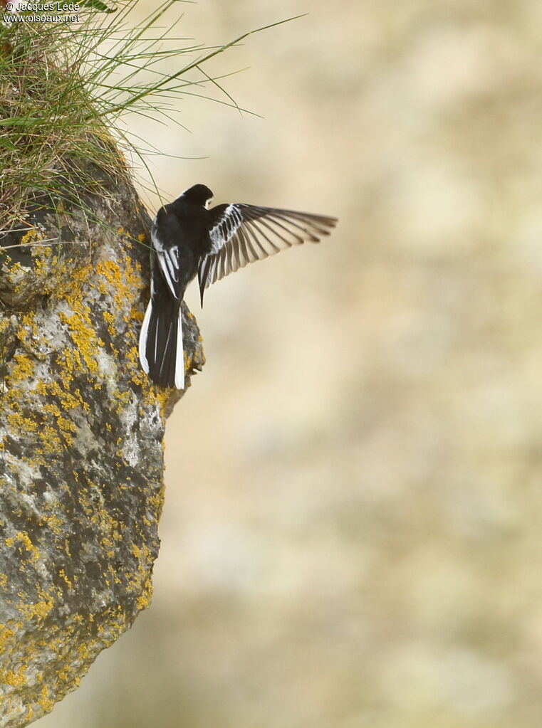 White Wagtail (yarrellii)