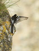 White Wagtail (yarrellii)