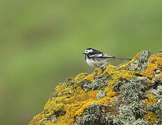 White Wagtail (yarrellii)