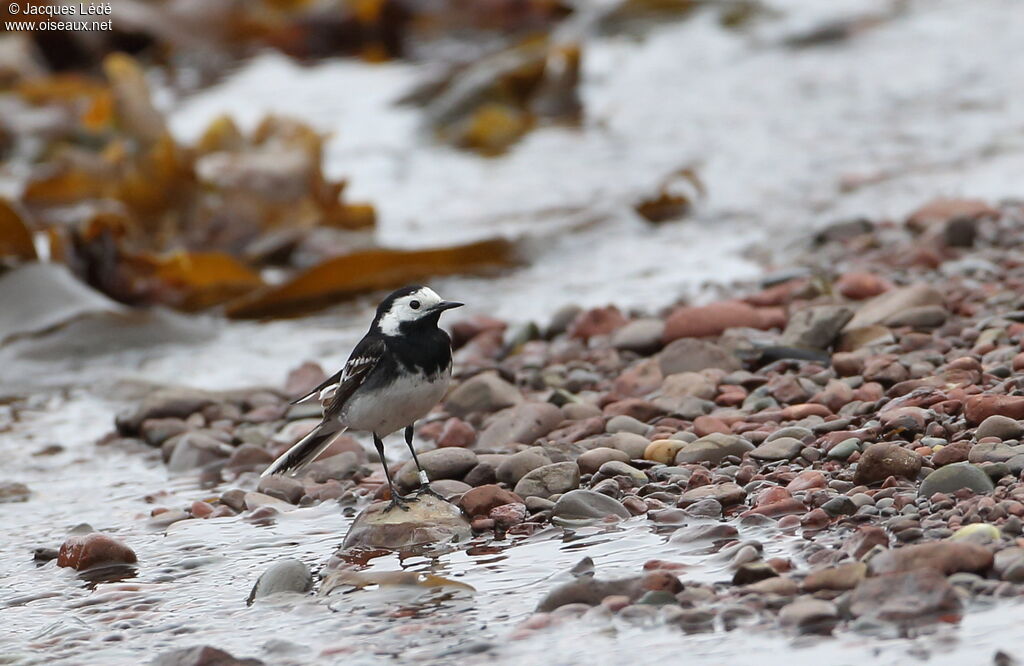 White Wagtail (yarrellii)