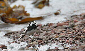 White Wagtail (yarrellii)