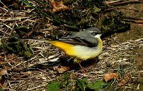 Grey Wagtail