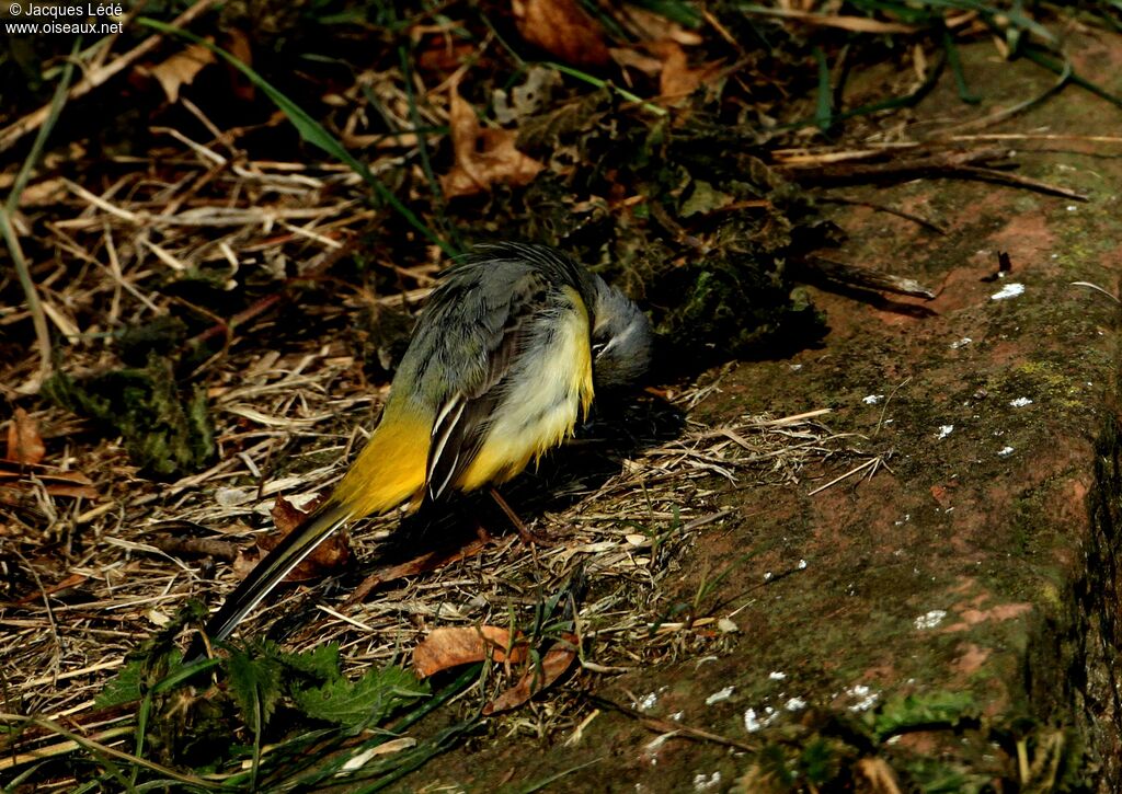 Bergeronnette des ruisseaux