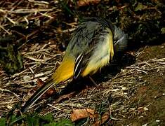 Grey Wagtail