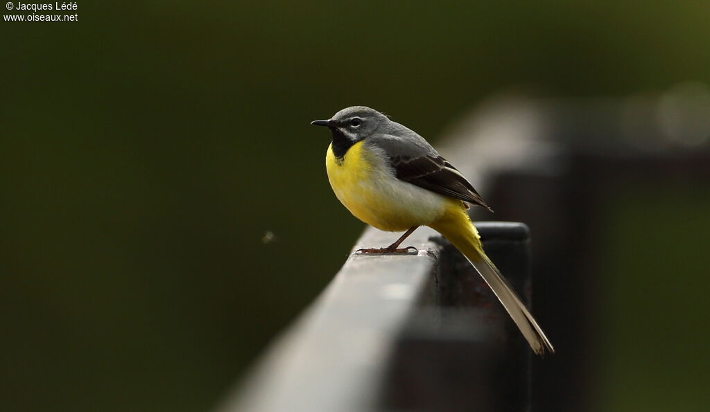 Grey Wagtail