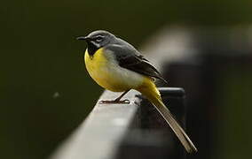 Grey Wagtail