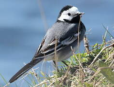 White Wagtail