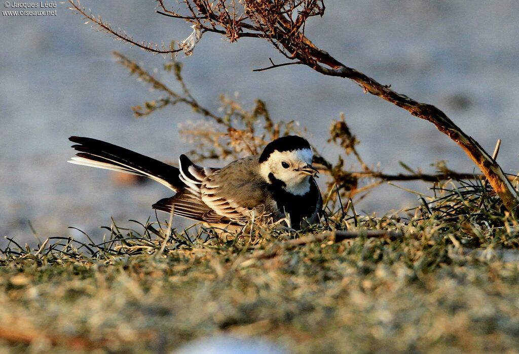 White Wagtail