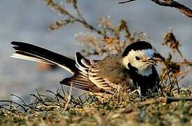 White Wagtail