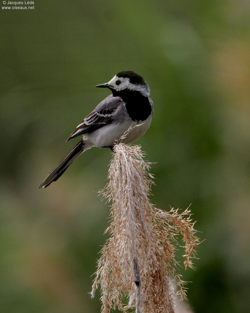 White Wagtail