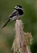 White Wagtail