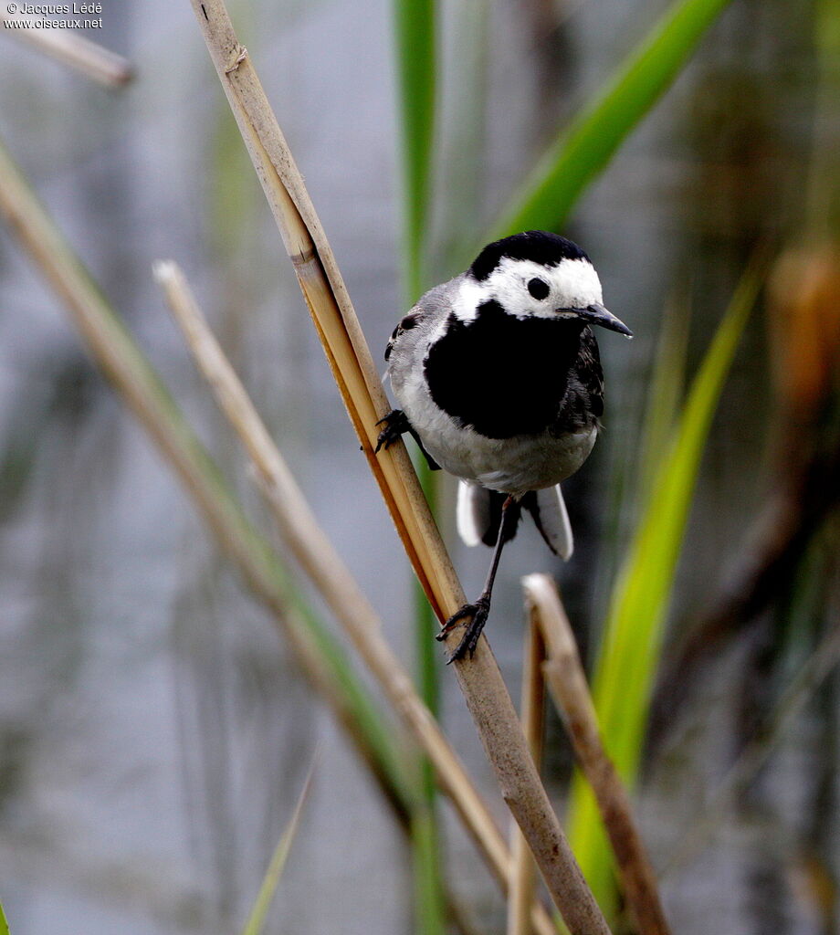 White Wagtail