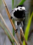 White Wagtail