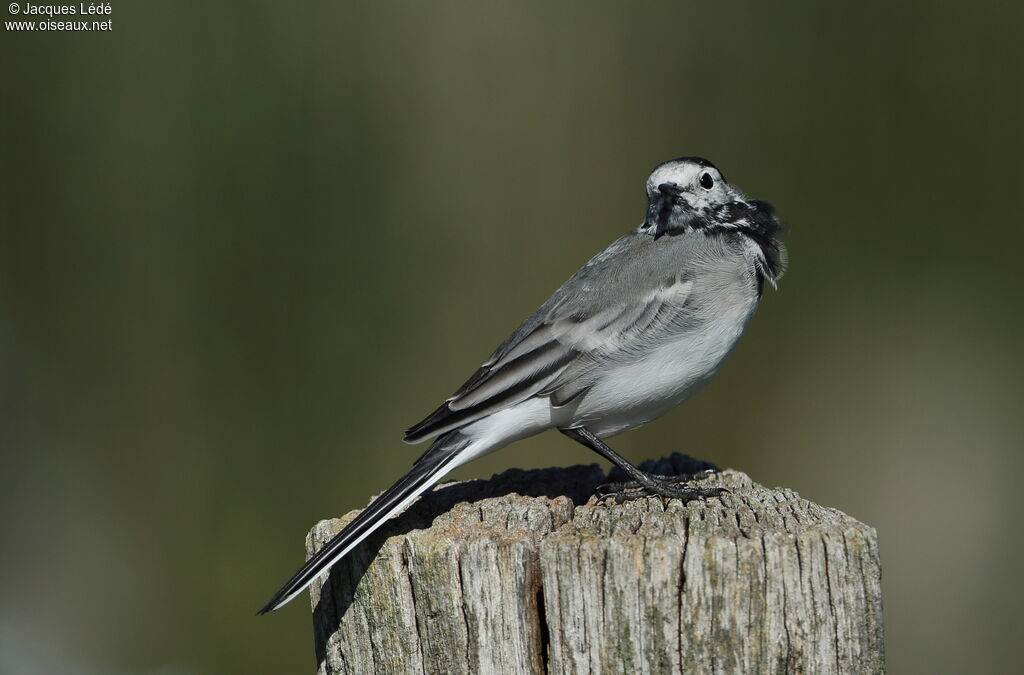 White Wagtail