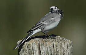 White Wagtail