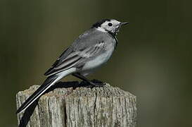 White Wagtail