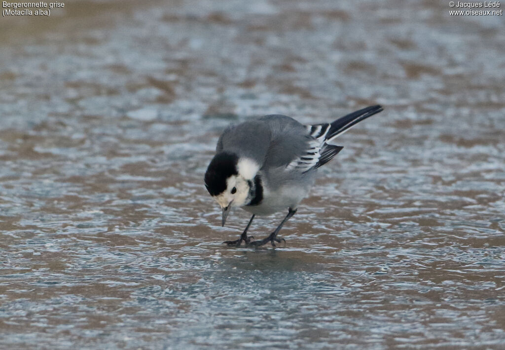 White Wagtail