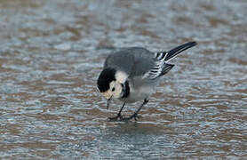 White Wagtail