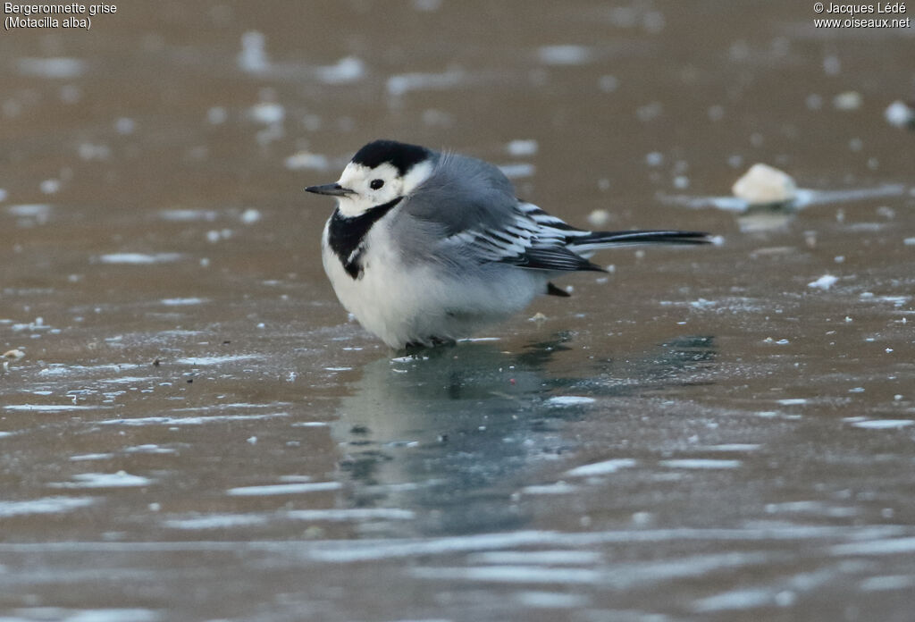 White Wagtail