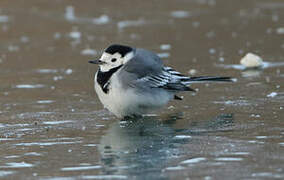 White Wagtail