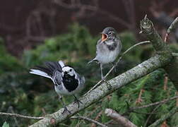 White Wagtail