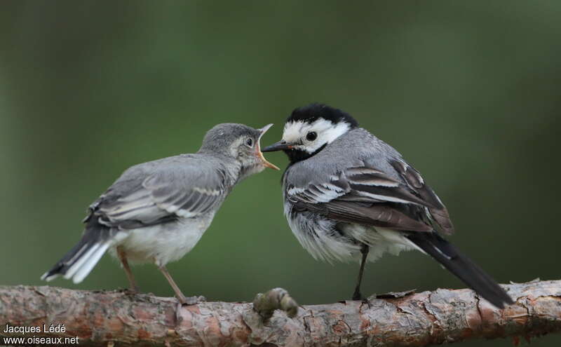 White Wagtail, Reproduction-nesting