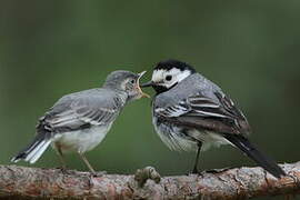 White Wagtail