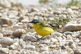 Western Yellow Wagtail