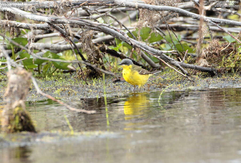 Western Yellow Wagtail