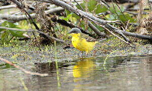 Western Yellow Wagtail