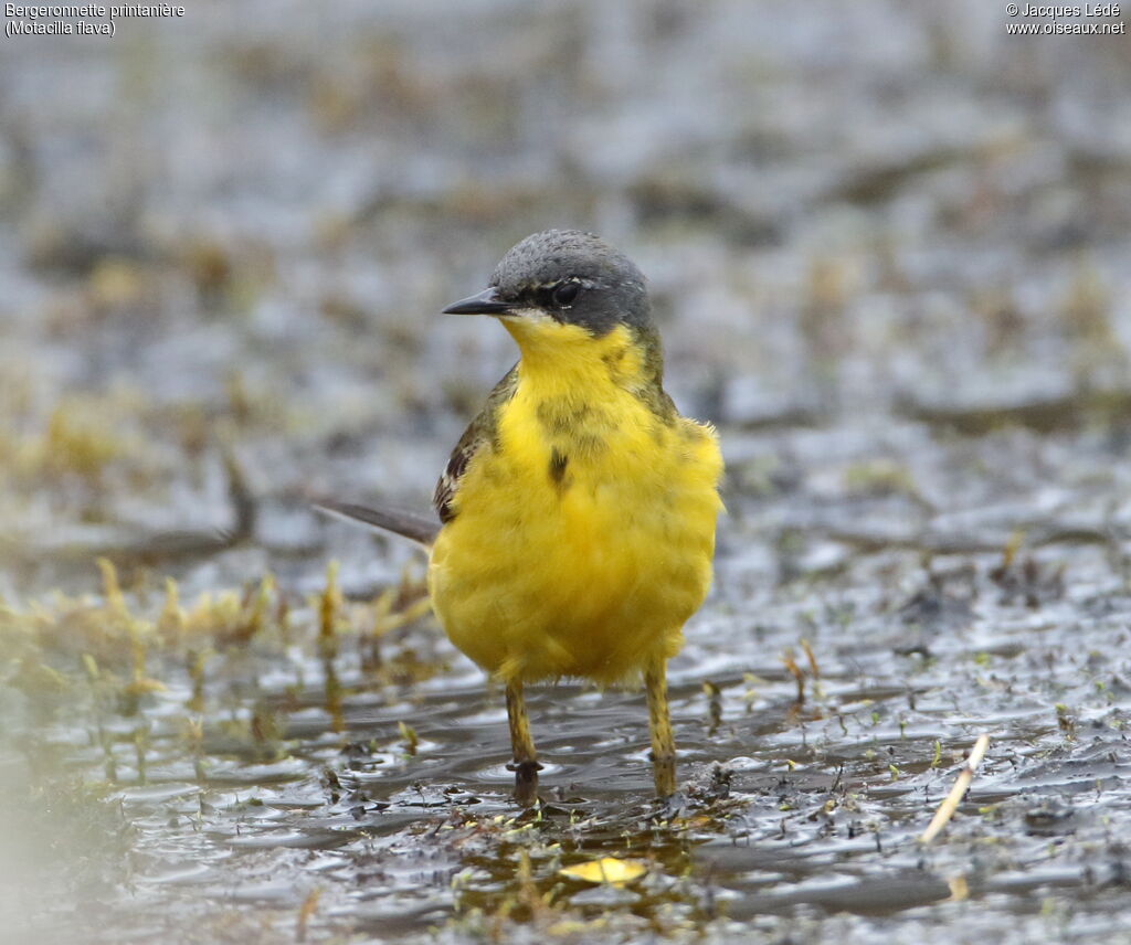 Western Yellow Wagtail